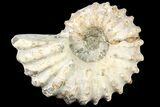 Bargain Bumpy Douvilleiceras Ammonite - Madagascar #79133-1